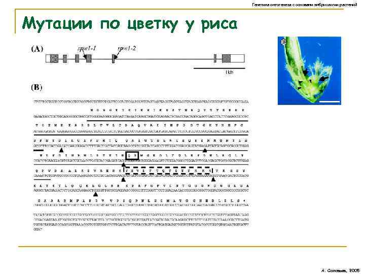 Генетика онтогенеза с основами эмбриологии растений Мутации по цветку у риса А. Соловьев, 2005