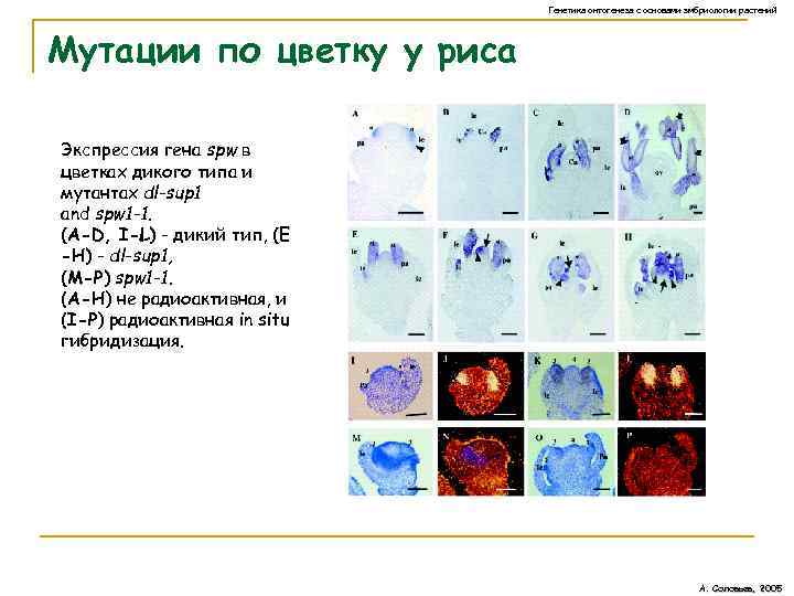 Генетика онтогенеза с основами эмбриологии растений Мутации по цветку у риса Экспрессия гена spw