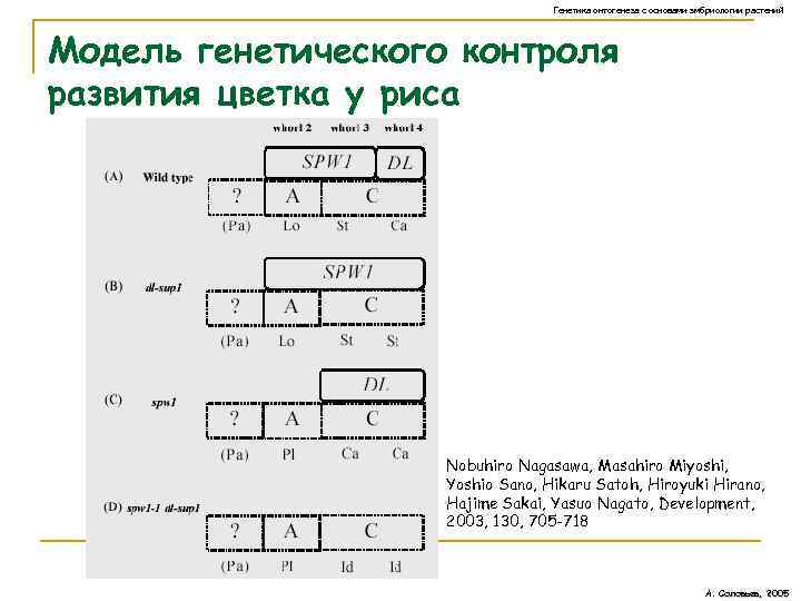 Генетика онтогенеза с основами эмбриологии растений Модель генетического контроля развития цветка у риса Nobuhiro