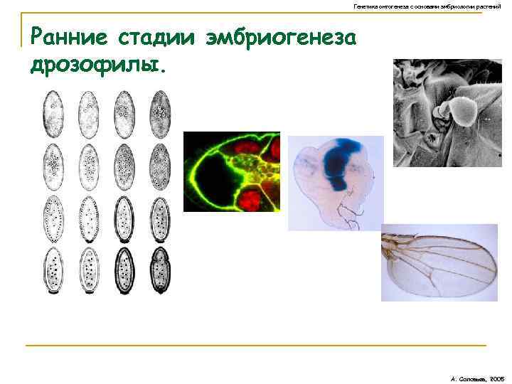 По рисунку определите типы онтогенеза организмов