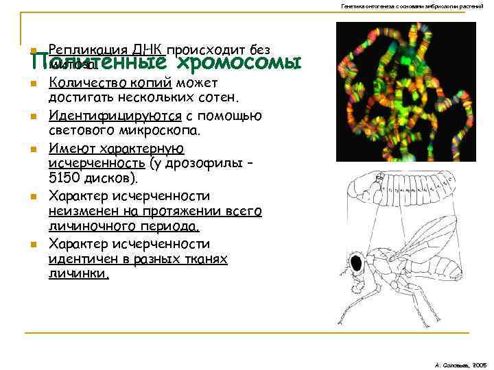 Генетика онтогенеза с основами эмбриологии растений Репликация ДНК происходит без митоза. Количество копий может