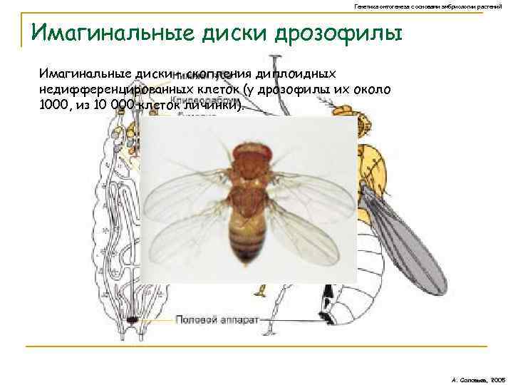 Муха дрозофила сколько ног