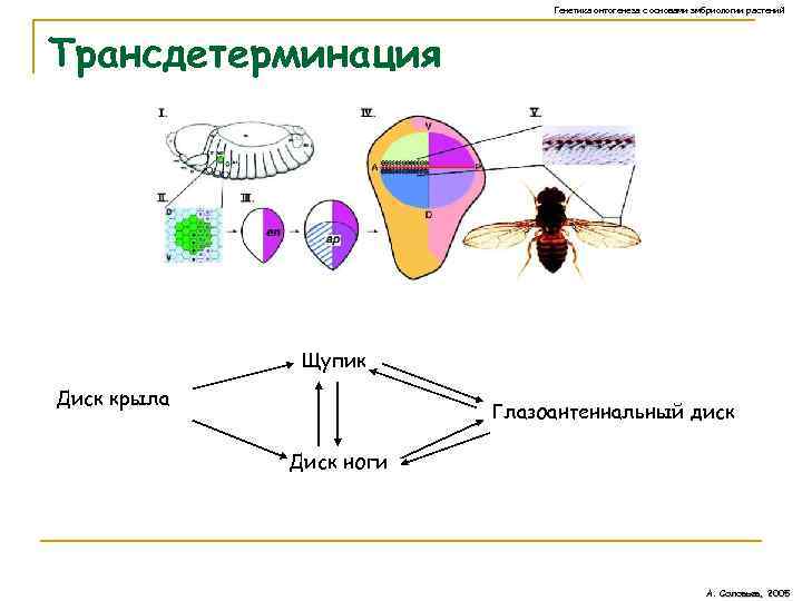 Генетика онтогенеза с основами эмбриологии растений Трансдетерминация Щупик Диск крыла Глазоантеннальный диск Диск ноги