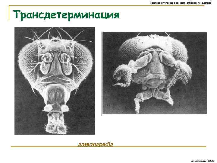 Генетика онтогенеза с основами эмбриологии растений Трансдетерминация antennapedia А. Соловьев, 2005 