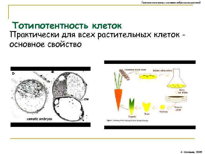 Генетика онтогенеза с основами эмбриологии растений Тотипотентность клеток Практически для всех растительных клеток основное