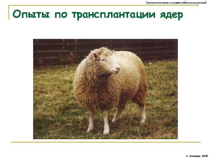 Генетика онтогенеза с основами эмбриологии растений Опыты по трансплантации ядер А. Соловьев, 2005 