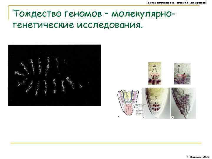 Генетика онтогенеза с основами эмбриологии растений Тождество геномов – молекулярногенетические исследования. А. Соловьев, 2005