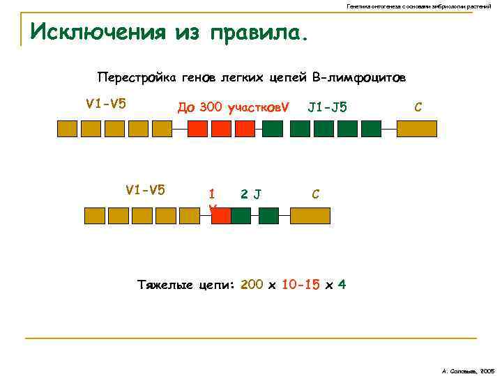 Генетика онтогенеза с основами эмбриологии растений Исключения из правила. Перестройка генов легких цепей В-лимфоцитов