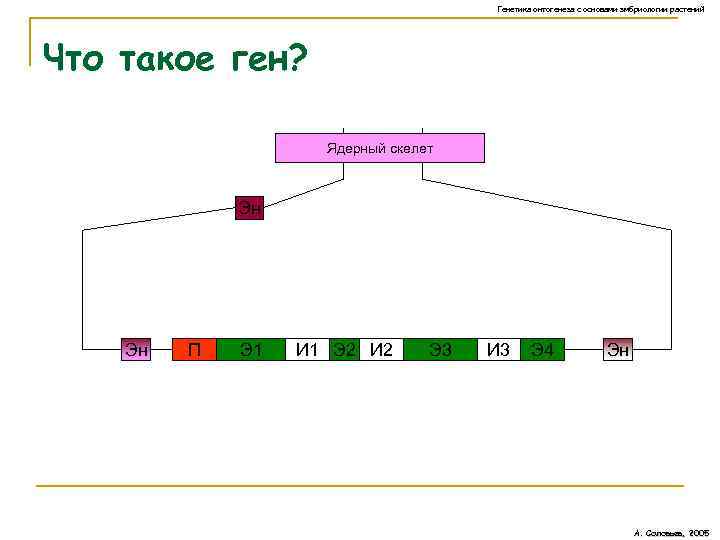 Генетика онтогенеза с основами эмбриологии растений Что такое ген? Ядерный скелет Эн Эн П