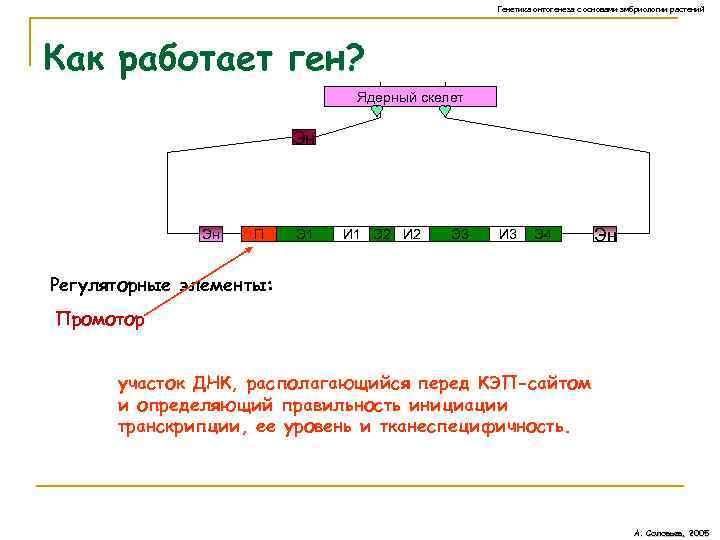 Генетика онтогенеза с основами эмбриологии растений Как работает ген? Ядерный скелет Эн Эн П