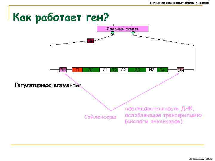 Генетика онтогенеза с основами эмбриологии растений Как работает ген? Ядерный скелет Эн Эн П