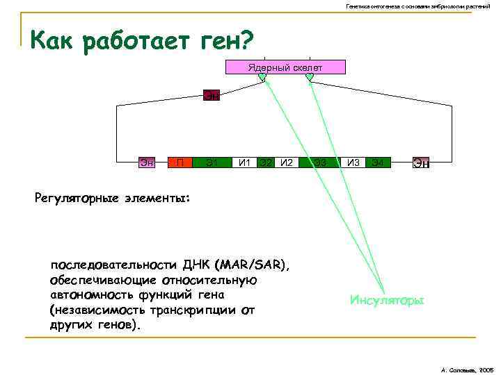 Генетика онтогенеза с основами эмбриологии растений Как работает ген? Ядерный скелет Эн Эн П