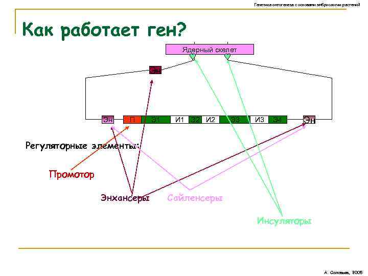 Генетика онтогенеза с основами эмбриологии растений Как работает ген? Ядерный скелет Эн Эн П