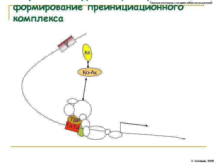 формирование преинициационного комплекса Генетика онтогенеза с основами эмбриологии растений Эн Ак Ко-Ак ТВР ТАТА