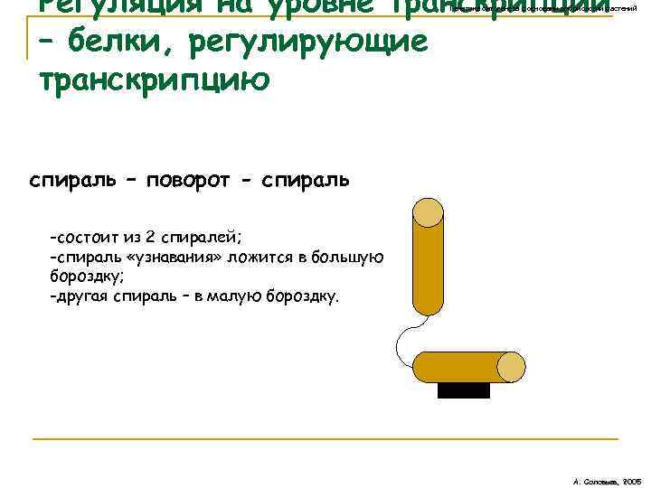 Регуляция на уровне транскрипции – белки, регулирующие транскрипцию Генетика онтогенеза с основами эмбриологии растений