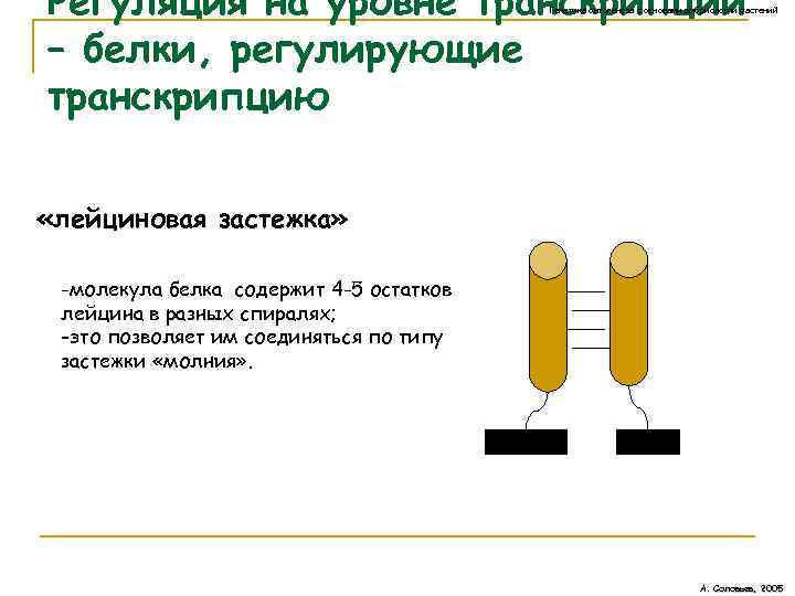 Регуляция на уровне транскрипции – белки, регулирующие транскрипцию Генетика онтогенеза с основами эмбриологии растений