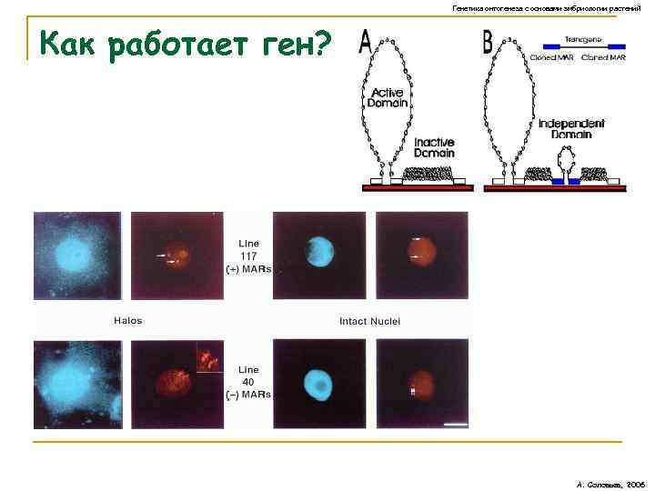 Генетика онтогенеза с основами эмбриологии растений Как работает ген? А. Соловьев, 2006 