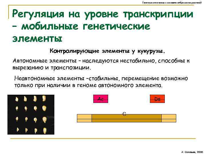 Генетика онтогенеза с основами эмбриологии растений Регуляция на уровне транскрипции – мобильные генетические элементы