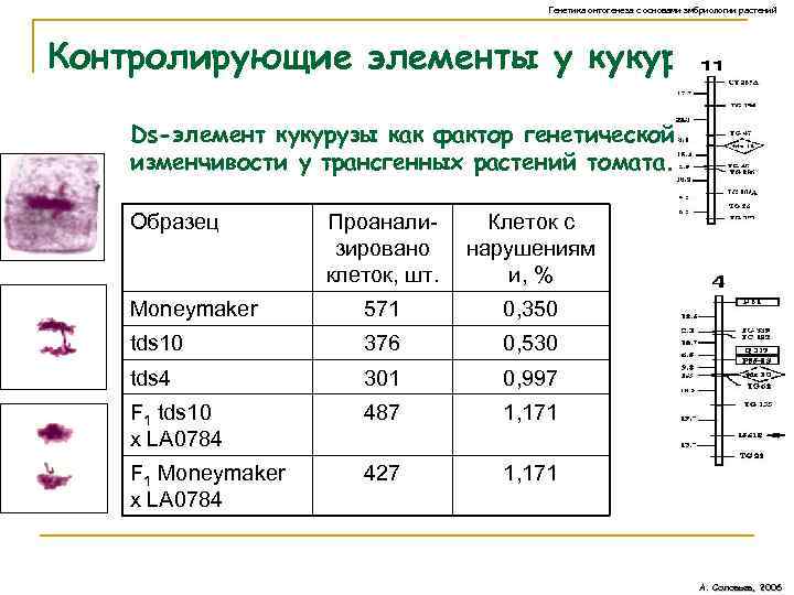 Генетика онтогенеза с основами эмбриологии растений Контролирующие элементы у кукурузы. Ds-элемент кукурузы как фактор
