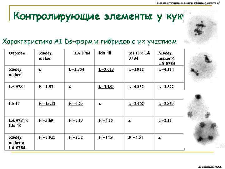 Генетика онтогенеза с основами эмбриологии растений Контролирующие элементы у кукурузы. Характеристика АI Ds-форм и