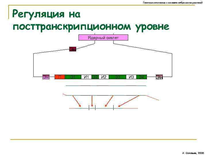 Генетика онтогенеза с основами эмбриологии растений Регуляция на посттранскрипционном уровне Ядерный скелет Эн Эн