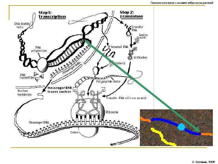 Генетика онтогенеза с основами эмбриологии растений А. Соловьев, 2005 