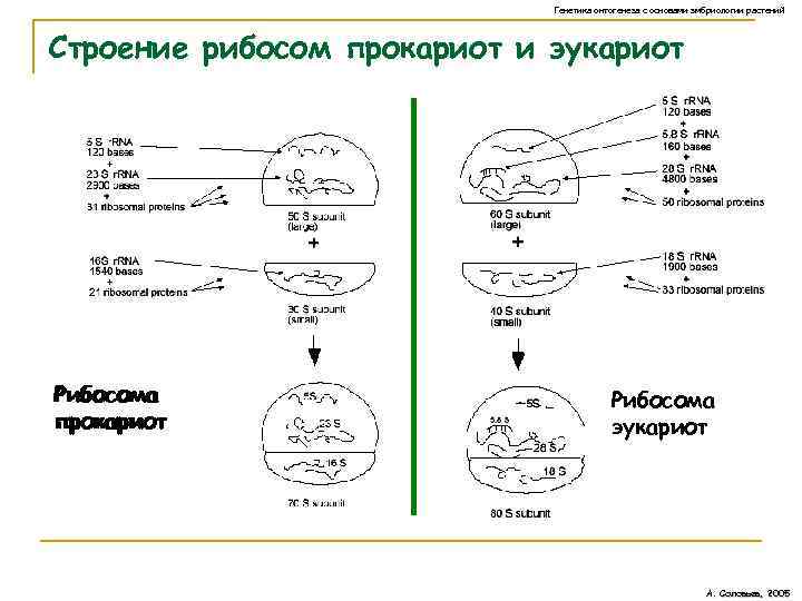 Генетика онтогенеза с основами эмбриологии растений Строение рибосом прокариот и эукариот Рибосома прокариот Рибосома