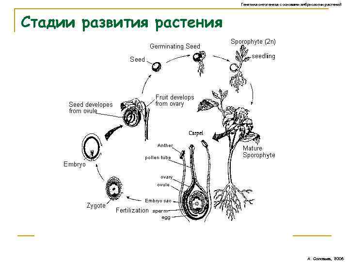 Схема онтогенеза растений