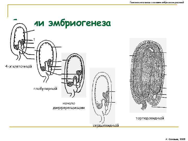 Рассмотрите рисунок на котором представлена схема онтогенеза лягушки как называется стадия 1