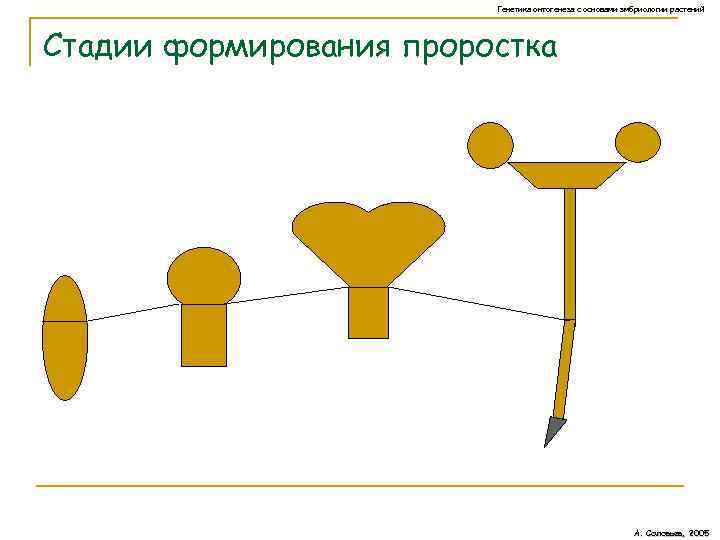 Генетический контроль развития растений