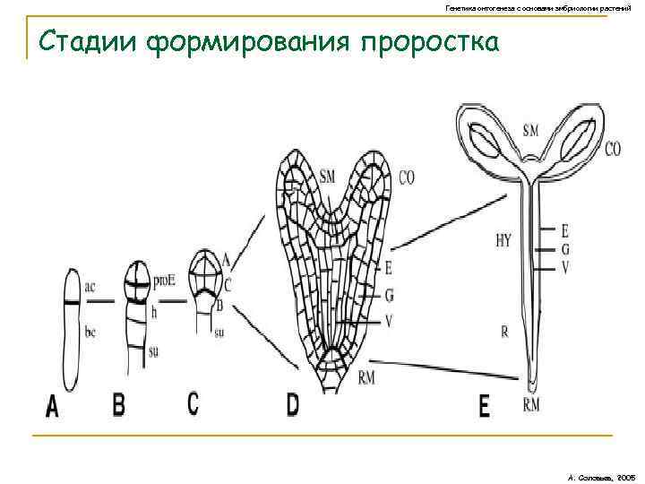 Генетический контроль развития растений. Онтогенез растений схема. Гены регулирующие ход онтогенеза схема.