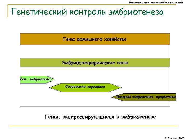 Генетика онтогенеза с основами эмбриологии растений Генетический контроль эмбриогенеза Гены домашнего хозяйства Эмбриоспецифические гены