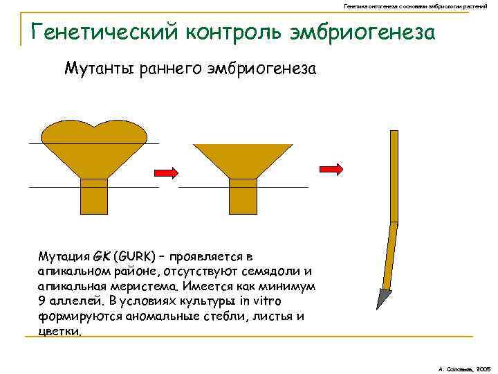 Генетика онтогенеза с основами эмбриологии растений Генетический контроль эмбриогенеза Мутанты раннего эмбриогенеза Мутация GK