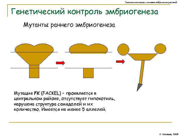 Генетика онтогенеза с основами эмбриологии растений Генетический контроль эмбриогенеза Мутанты раннего эмбриогенеза Мутация FK