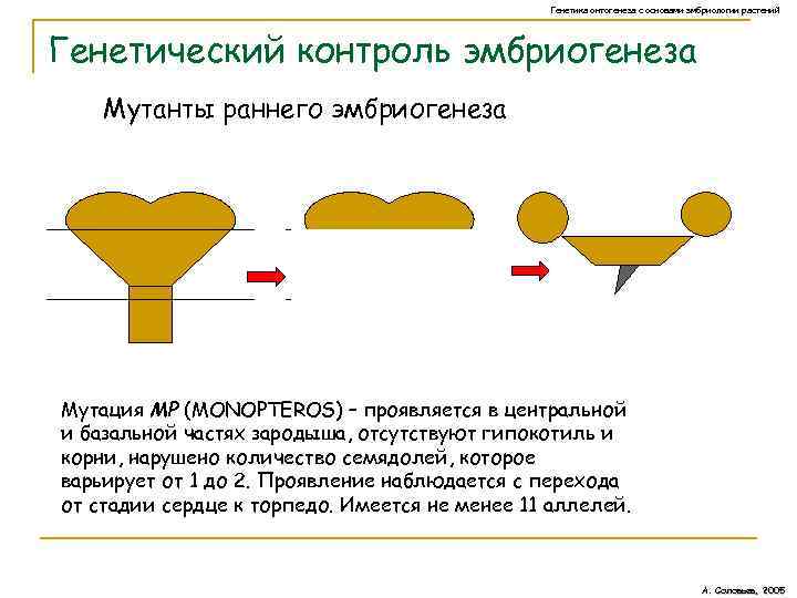 Генетика онтогенеза с основами эмбриологии растений Генетический контроль эмбриогенеза Мутанты раннего эмбриогенеза Мутация MP