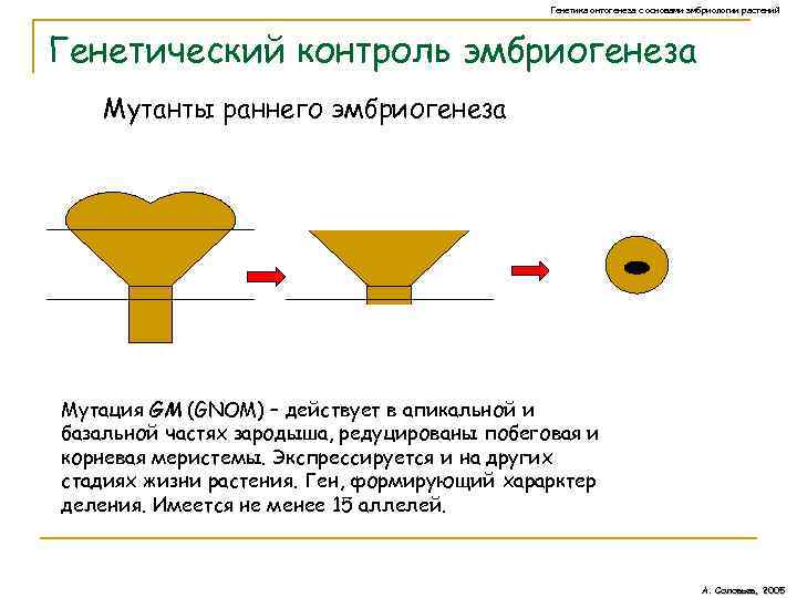 Генетика онтогенеза с основами эмбриологии растений Генетический контроль эмбриогенеза Мутанты раннего эмбриогенеза Мутация GM