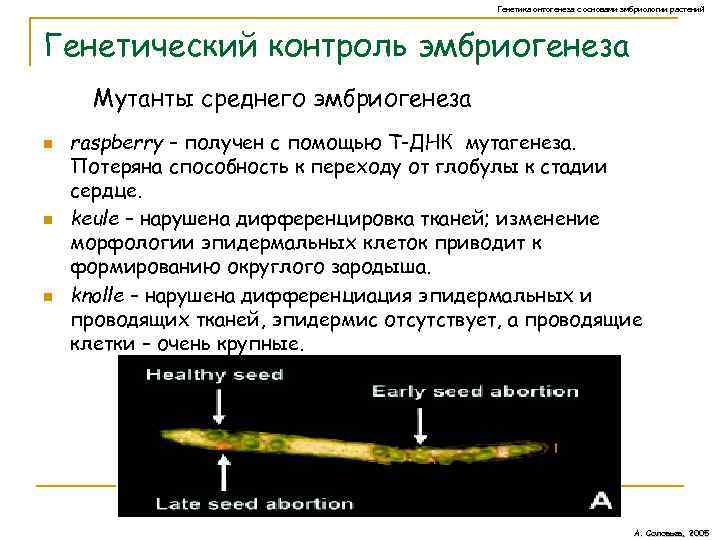 Генетика онтогенеза с основами эмбриологии растений Генетический контроль эмбриогенеза Мутанты среднего эмбриогенеза n n