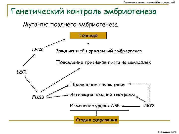 Генетика онтогенеза с основами эмбриологии растений Генетический контроль эмбриогенеза Мутанты позднего эмбриогенеза Торпедо LEC