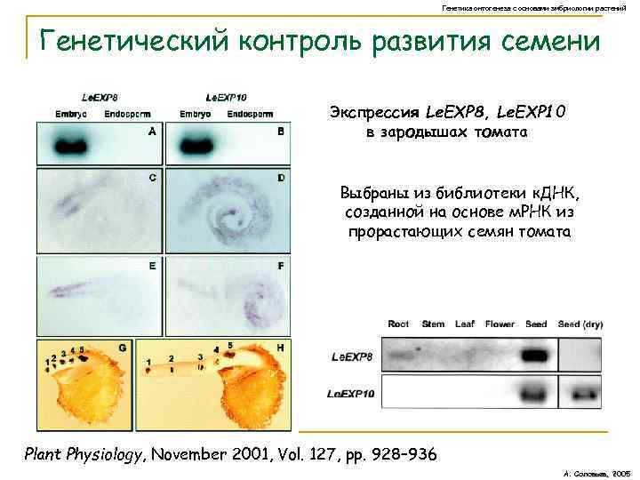 Генетика онтогенеза с основами эмбриологии растений Генетический контроль развития семени Экспрессия Le. EXP 8,