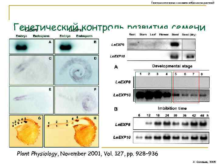 Генетика онтогенеза с основами эмбриологии растений Генетический контроль развития семени Plant Physiology, November 2001,