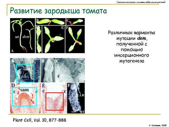 Генетика онтогенеза с основами эмбриологии растений Развитие зародыша томата Различные варианты мутации dem, полученной