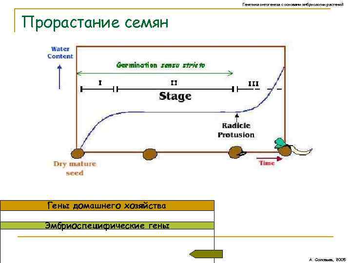 Генетика онтогенеза с основами эмбриологии растений Прорастание семян Гены домашнего хозяйства Эмбриоспецифические гены А.
