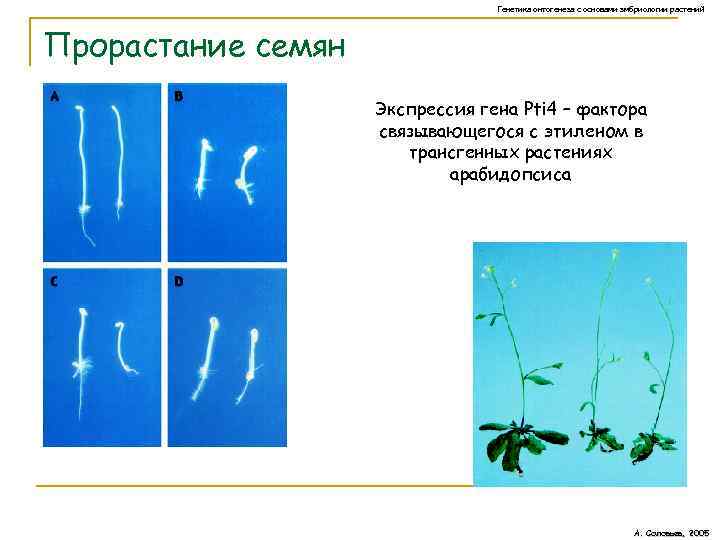 Генетика онтогенеза с основами эмбриологии растений Прорастание семян Экспрессия гена Pti 4 – фактора