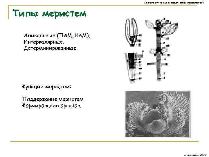 Генетика онтогенеза с основами эмбриологии растений Типы меристем Апикальные (ПАМ, КАМ). Интеркалярные. Детерминированные. Функции