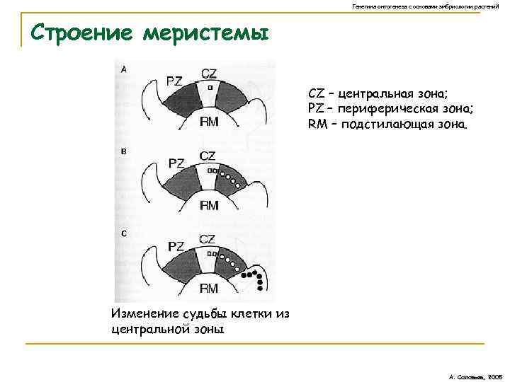 Генетика онтогенеза с основами эмбриологии растений Строение меристемы СZ – центральная зона; PZ –
