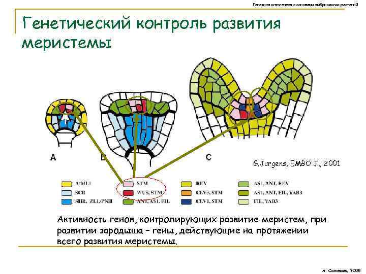 Генетика онтогенеза с основами эмбриологии растений Генетический контроль развития меристемы G. Jurgens, EMBO J.