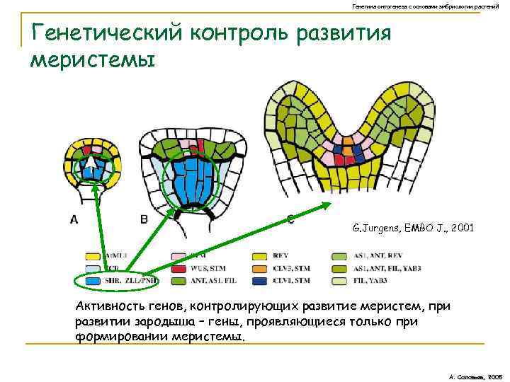 Генетика онтогенеза с основами эмбриологии растений Генетический контроль развития меристемы G. Jurgens, EMBO J.