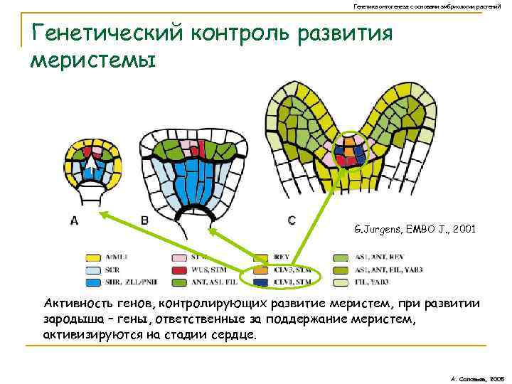 Генетика онтогенеза с основами эмбриологии растений Генетический контроль развития меристемы G. Jurgens, EMBO J.