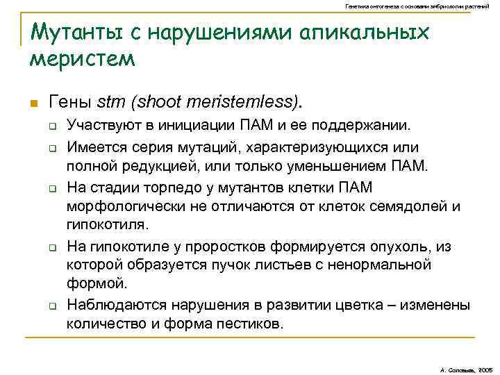 Генетика онтогенеза с основами эмбриологии растений Мутанты с нарушениями апикальных меристем n Гены stm