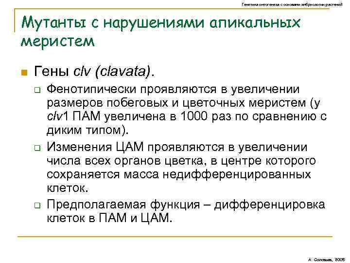 Генетика онтогенеза с основами эмбриологии растений Мутанты с нарушениями апикальных меристем n Гены clv